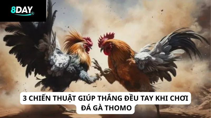 3 chiến thuật giúp thắng đều tay khi chơi đá gà Thomo