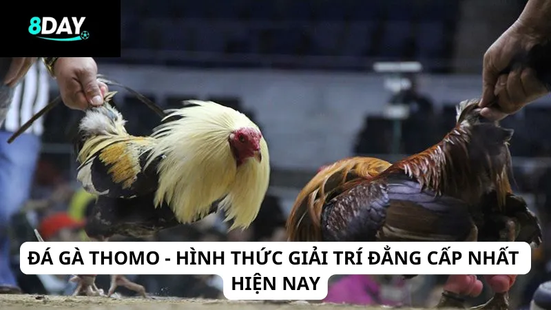 Đá gà Thomo - Hình thức giải trí đẳng cấp nhất hiện nay