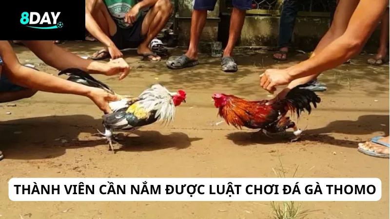 Thành viên cần nắm được luật chơi đá gà Thomo