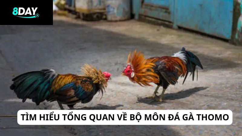 Tìm hiểu tổng quan về bộ môn đá gà Thomo